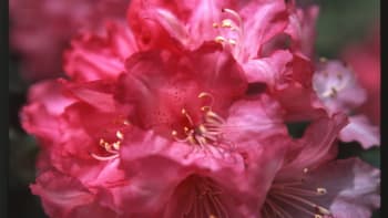 Azalka / Rhododendron