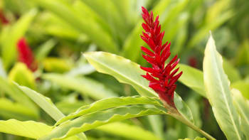 Zázvor nejen léčí, také krásně kvete. Jak si vypěstovat exotické květy?