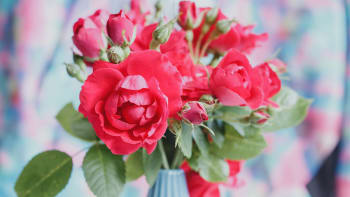 Jaká barva růží vyzná lásku? Kromě rudé vaše city vyjádří i růžová nebo krémová