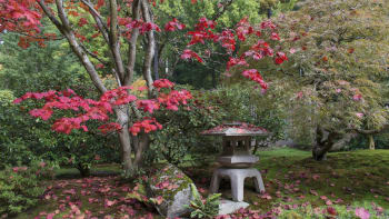 V japonské zahradě má každá rostlina i kámen své místo