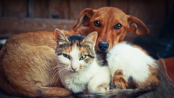 Kočka a pes v jednom bytě? 4 rady pro harmonické soužití