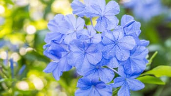 Kalokvět a olověnec: Květiny s nejkrásnějším odstínem modré barvy