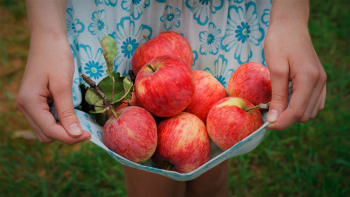 Z padaných jablek upečte obrácený koláč či žemlovku a udělejte sirup nebo jablečný ocet