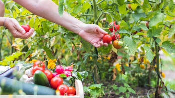 Co vás v srpnu čeká na zahradě: Zalévejte, sklízejte ovoce i zeleninu, zaštípněte rajčata