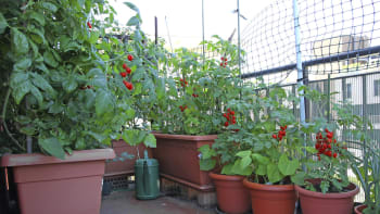 Jak pěstovat zeleninu na balkoně a sklidit velkou úrodu? A které druhy se hodí?
