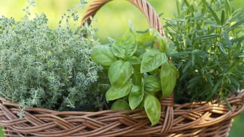 10 tipů, jak pěstovat bylinky, aby byly stále čerstvé a po ruce