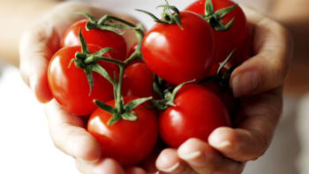 Jak si vypěstovat báječná rajčata plus přehled nejlepších odrůd