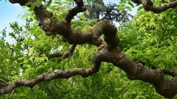 Jerlín japonský je odolný strom do městského prostředí. Kvete v srpnu