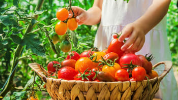 Jak a kdy sklízet rajčata, okurky, papriky a cukety
