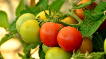 Zelená rajčata mohou dozrát i doma: Předpovědi počasí už varují před mrazíky