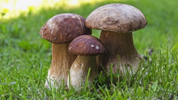 Kde aktuálně rostou houby? Daří se Plzeňskému a Jihočeskému kraji