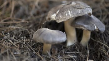 Přehled podzimních hub: Naučte se poznávat houby, které rostou na sklonku roku (1. část)