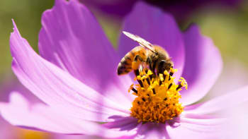12 nejkrásnějších letniček, které přilákají včely na zahradu. Čeká vás bohatá úroda