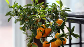 Jak pěstovat exotické ovoce na balkoně? Letněte tu čajovník, citrusy i granátové jablko