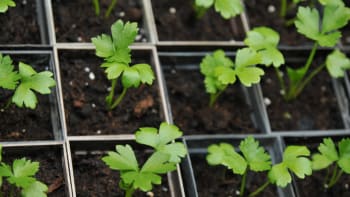 Miřík celer / Apium graveolens