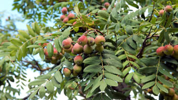 Jeřáb oskeruše je prastarý ovocný strom s léčivými účinky. A na Slovácku má i své muzeum