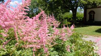 Tip pro romantickou zahradu: Pěstujte trvalky s květy jako nadýchané obláčky