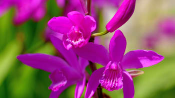 Orchidej vzpřímenou můžete pěstovat na zahradě celý rok. Odolá mrazům a elegantně kvete