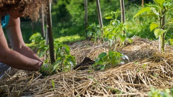 Mulčování záhonů podle zásad permakultury omezí pletí a ochrání rostliny