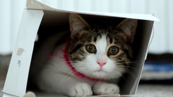 Proč kočky tak milují papírové krabice?