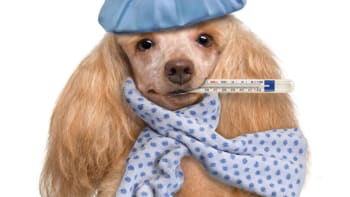 Pes a nachlazení: Jak předcházet nachlazení u našich chlupáčů?
