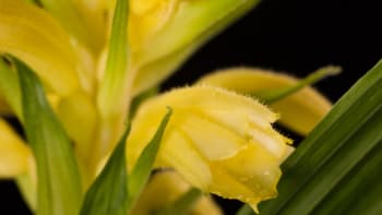 V Praze poprvé vykvetla unikátní orchidej! Nikde jinde v Evropě ji neuvidíte