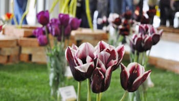 Česká květina: I rostliny mají svojí značku kvality