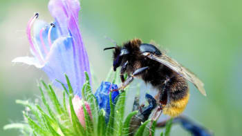 Myslete na včely a čmeláky. Vysejte pro ně medonosné dvouletky