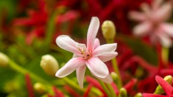 Hranoplod je nádherná liána, kterou můžete pěstovat v květináči