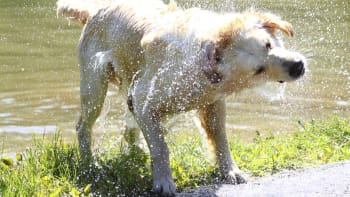 I čistý mokrý pes dokáže pěkně zapáchat. Víte proč?