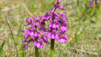 Orchidej vstavač kukačka je Rostlinou roku 2021. Krásná květina roste i v Česku