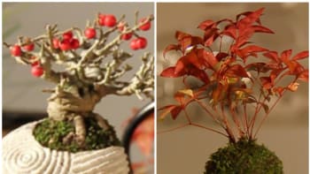 Tyto bonsaje se vznášejí a ještě se točí kolem své osy. Jak to funguje?