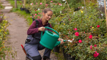 Růže, které nyní koupíte v zahradnictvích, můžete s klidem sázet do zahrady. Jak na to?