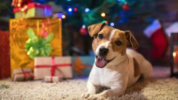 Užijte si se svým psem krásné Vánoce. Připravte mu psí cukroví a hravé dárky pod stromeček