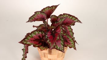 Begónie / Begonia