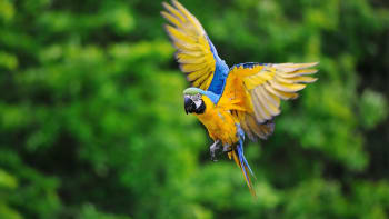 Vycvičte si papouška, aby volně létal a přitom se k vám vracel. Dokáže to i z patnácti kilometrů