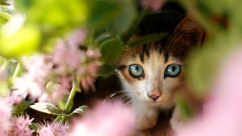 Už máte doma catio? Vychytávka pro kočky ochrání vaše mazlíčky a dopřeje jim přírodu