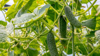 Okurky pěstujte v truhlíku. Překvapí vás bohatá úroda i v období sucha