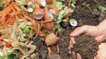 Návod: Jak zužitkovat domácí odpad a vyrobit si přírodní hnojivo. Třeba pro pokojovky