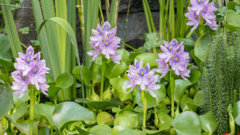 Vodní hyacint pěstujte v zahradním jezírku. Nesmí se ale dostat do volné přírody