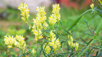 Lnice květel je stará léčivá bylina. Pomůže s ledvinami, žlučníkem i hemoroidy a křečovými žilami