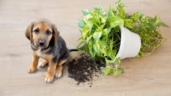 6 pokojovek do bytů se psy: Pěstujte ledviník, pileu i exotickou bromélii
