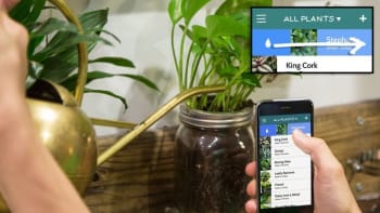 Nová aplikace vám pomůže udržet rostliny naživu. Pokud budou mít žízeň, ozvou se