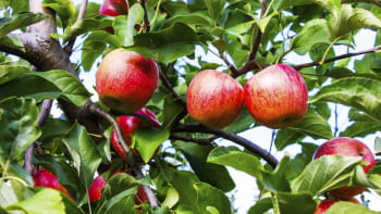 Na podzim se sázejí jabloně. Receptář ukáže, jak