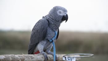 Jak naučit papouška volně létat (a pak se i vrátit), poradí Receptář