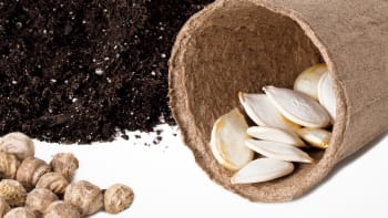 Jak a proč dělat test klíčivosti semen před výsevem a jak urychlit klíčení