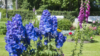 Jedovaté rostliny: Krásky z našich zahrad umějí být i pěkně nebezpečné