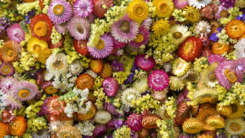 10 letniček pro suché vazby: Vypěstujte si květinový materiál na zimní dekorace