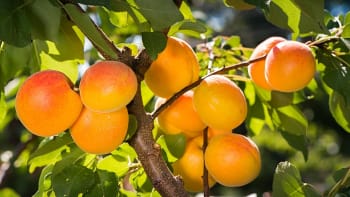Jak meruňky pěstovat a jak poznat, že jsou plody zralé