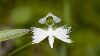 Bílé květy ptačí orchideje se podobají volavkám. Jak nádhernou květinu pěstovat?